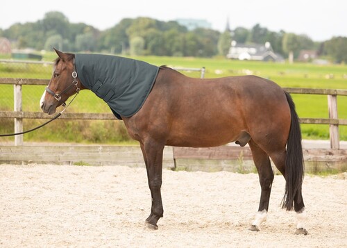 Harry's Horse Halsteil Thor 200gr