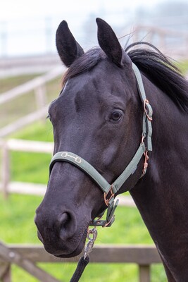 Harry's Horse Halfter Bit