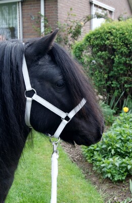 HB Lederen Shetland Halfter