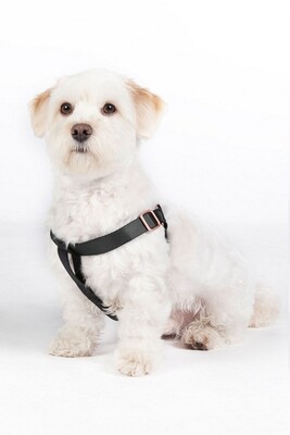 HKM Hundegeschirr Step-in Anam Cara