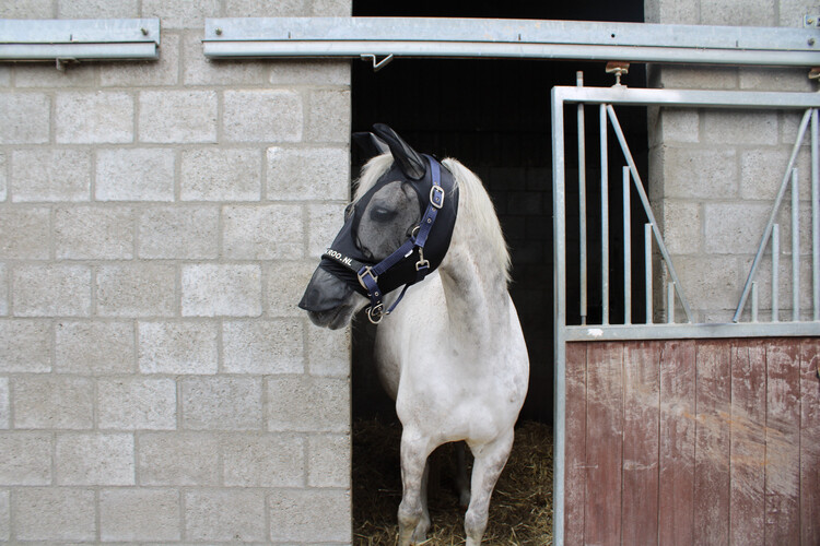 Harry's Horse Vliegenmasker Skinfit met oren en neusstuk