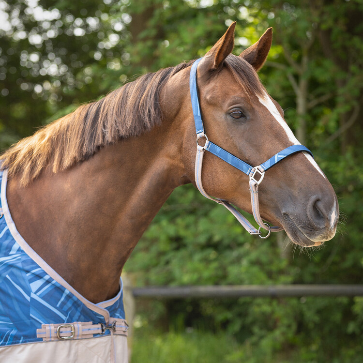 QHP Halsterset Turnout collection