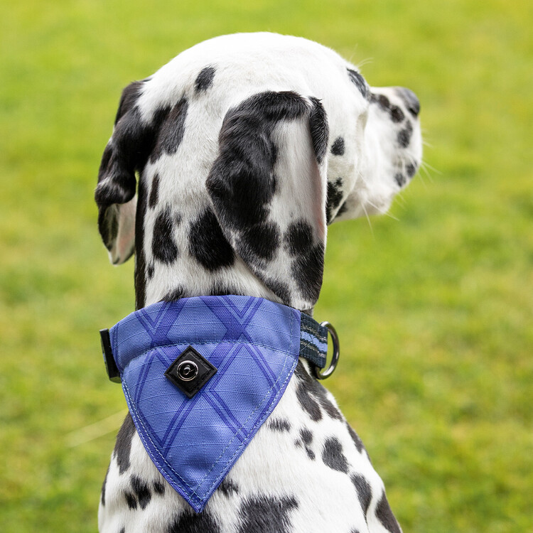 QHP Hondenhalsband met bandana collection