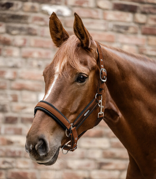Waldhausen Halster Breath
