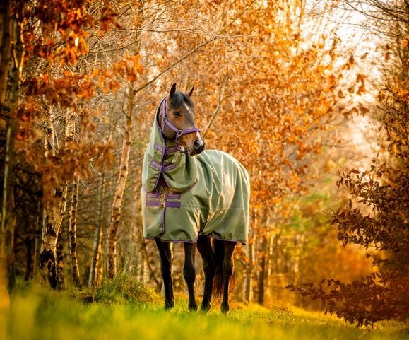 Horseware Amigo Hero Ripstop Plus Lite 0g regendeken