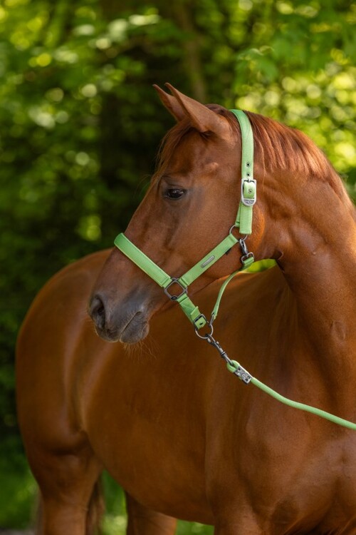 Covalliero Halster 