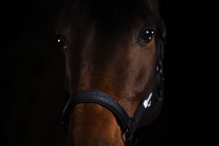 Eskadron Halster Sparkle Double Pin | Dynamic