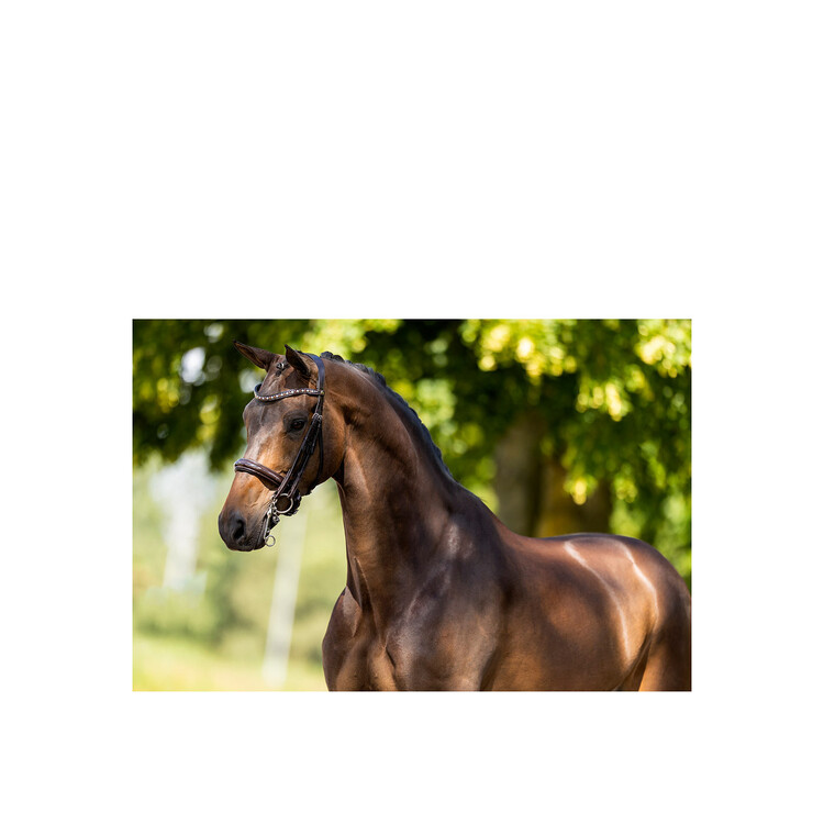 BR Stang en Trens hoofdstel Wendover