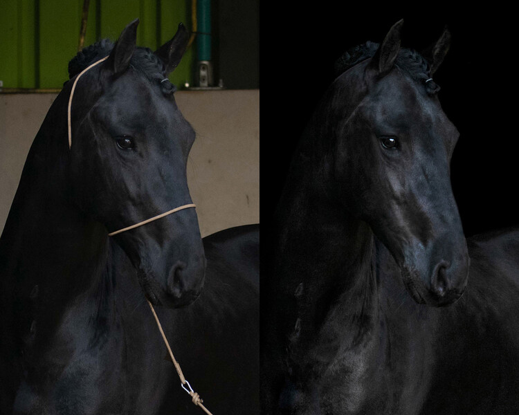 QHP Fotografie halster