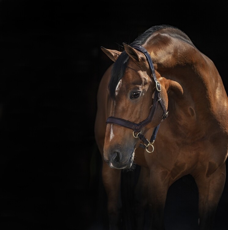 Horseware Rambo Micklem Halster