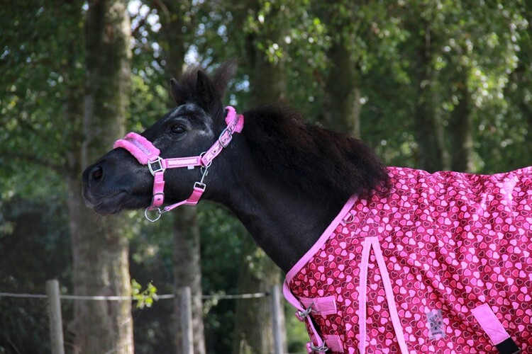 HB Halster Glamour Glitter