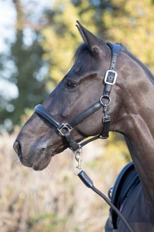 LeMieux Anatomisch Leren Halster