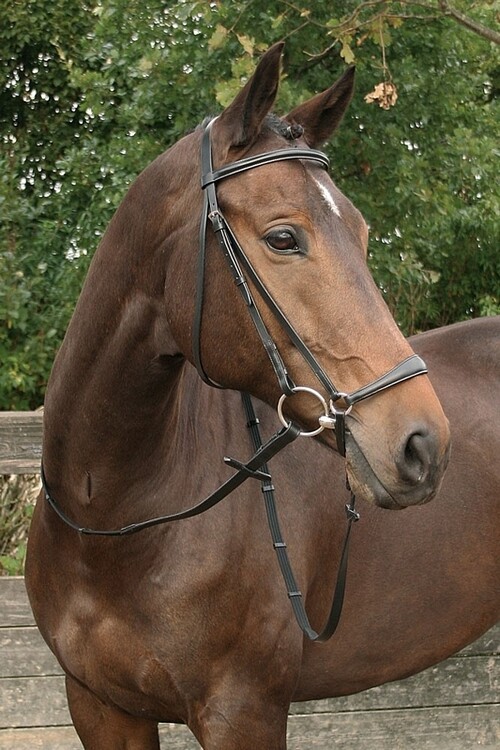 Harry's Horse Hoofdstel Bronze lage neusriem
