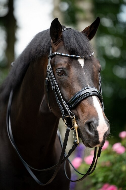 HB Stang & Trenshoofdstel Showtime Special For You