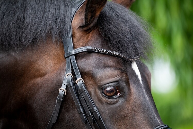 HB Stang & Trenshoofdstel Showtime Special For You