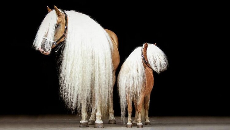 NAF Silky Mane & Tail 2.5L