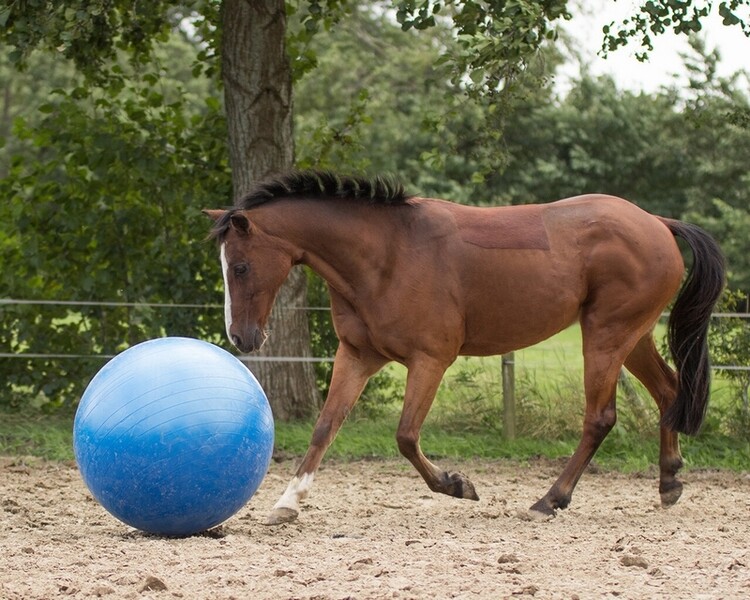 QHP Paardenvoetbal
