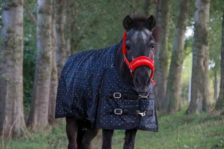 HB Halster Glamour Glitter