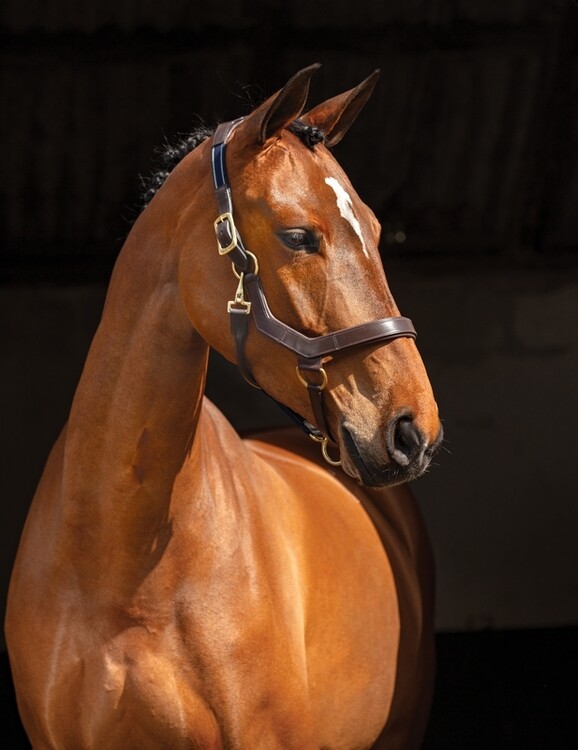 Horseware Rambo Micklem Halster