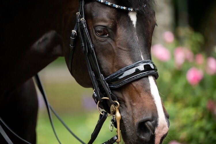 HB Stang & Trenshoofdstel Showtime Special For You