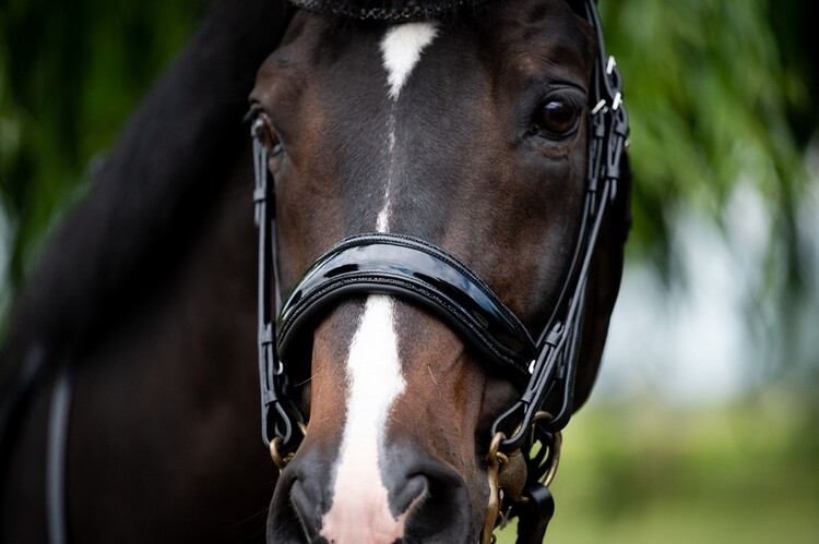 HB Stang & Trenshoofdstel Showtime Special For You