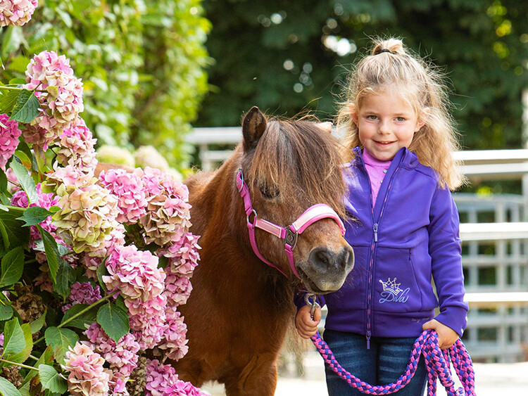 Harry's Horse Diva Violet