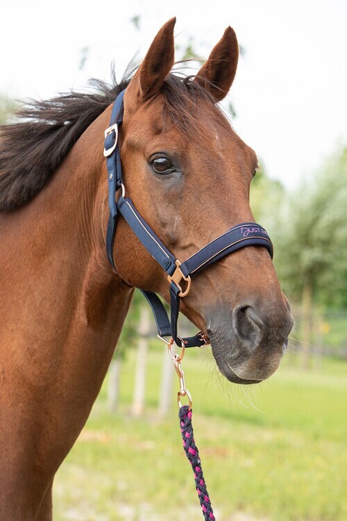 Harry's Horse Just Ride Nightsky