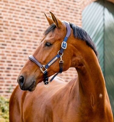 Horseware Signature Competition Halfter